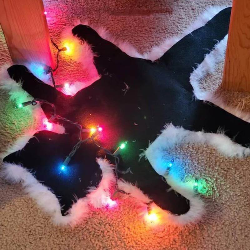 Decoratief Tapijt Met Bontrand Gefrituurde Kat Origineel