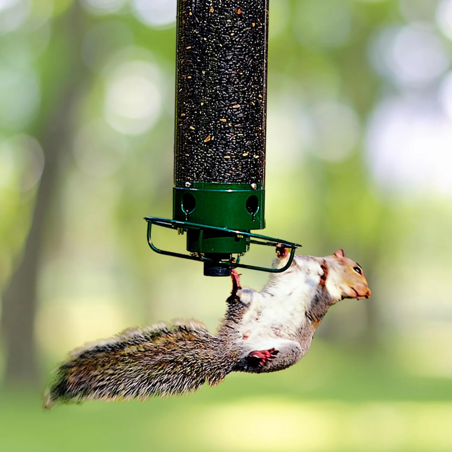 Eekhoornbestendig Hangend Vogelvoederhuisje Buiten Met Dak